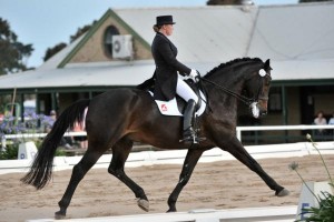 Blog_Getting the most out of professional equine therapy