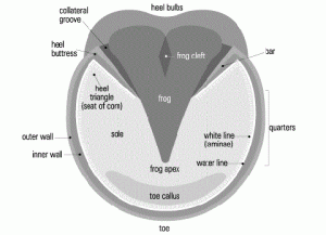 Blog_balance _on_the_feet