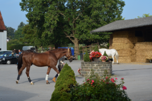 Horses getting walked