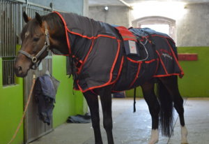 Top horse activo _ med