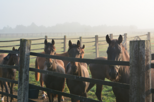 accomadation_stables_03