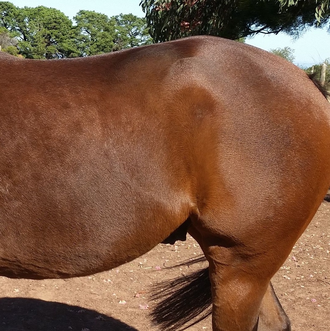 hunters bump