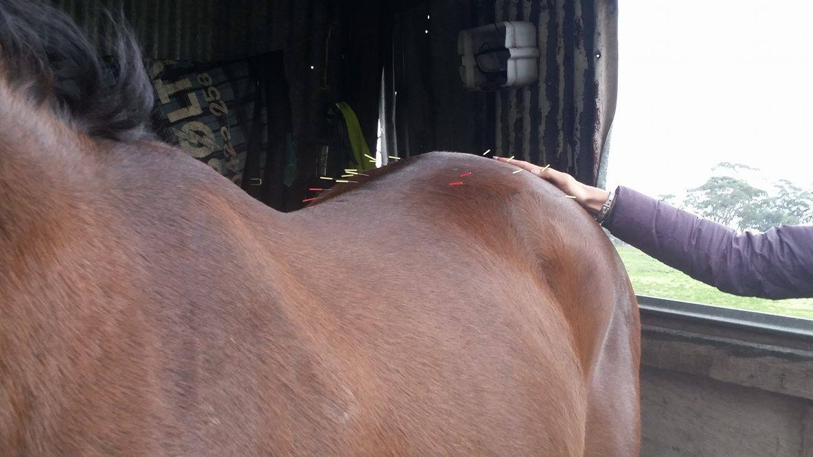 sacroiliac pain in horses