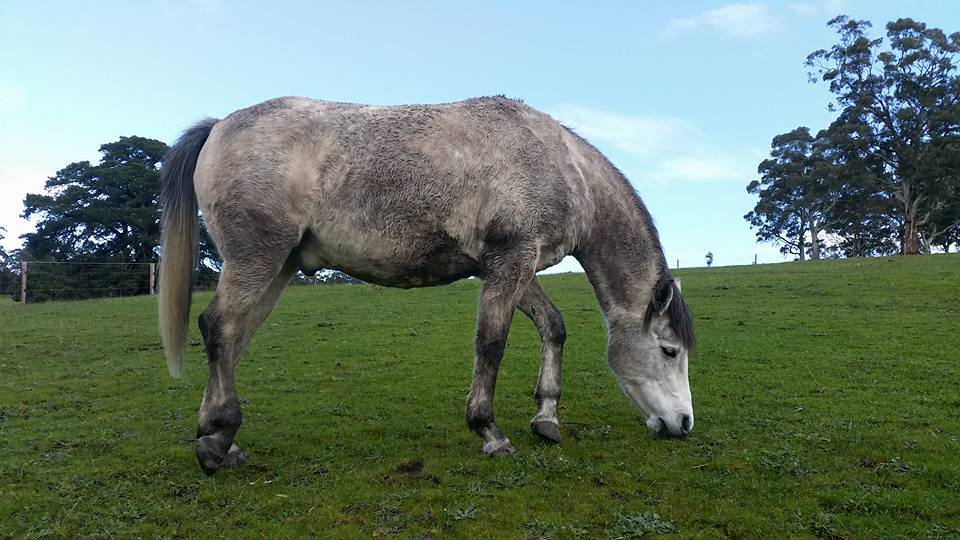 Causes Of Laminitis – How To Diagnose, Treat & Manage with Activo-Med