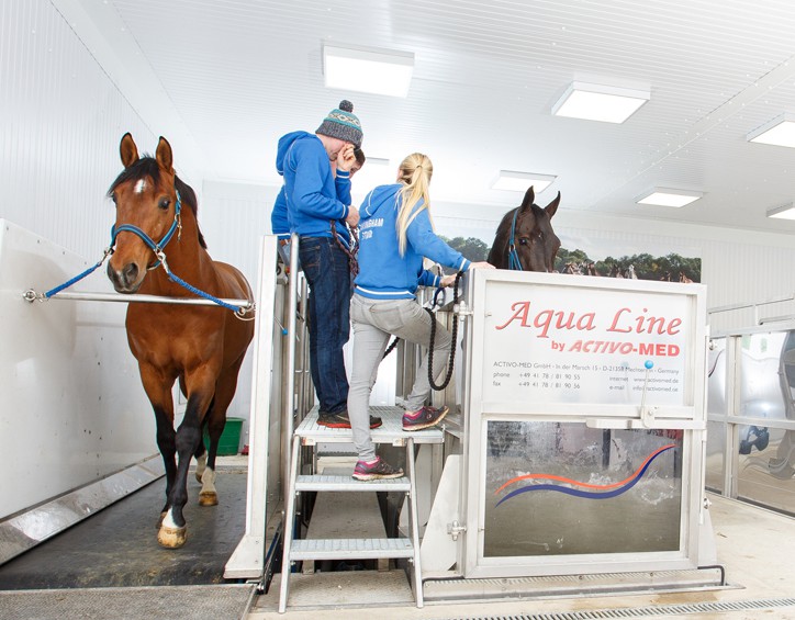 horse on equine treadmill