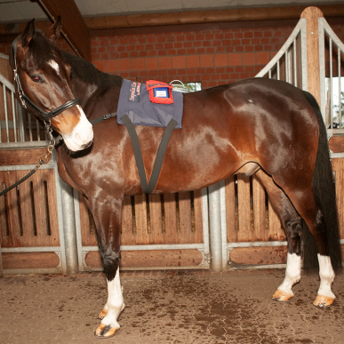 activo-med-equine-power-pads-l-animal-therapeutics