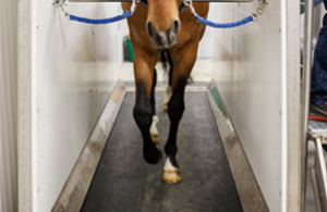 horse on a treadmill