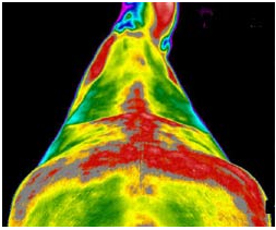 WHAT IS PULSED ELECTROMAGNETIC FIELD (PEMF) THERAPY?