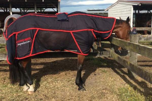 Maximise Your Horse’s Performance in 2020