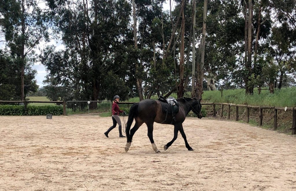 Rollie Lunging