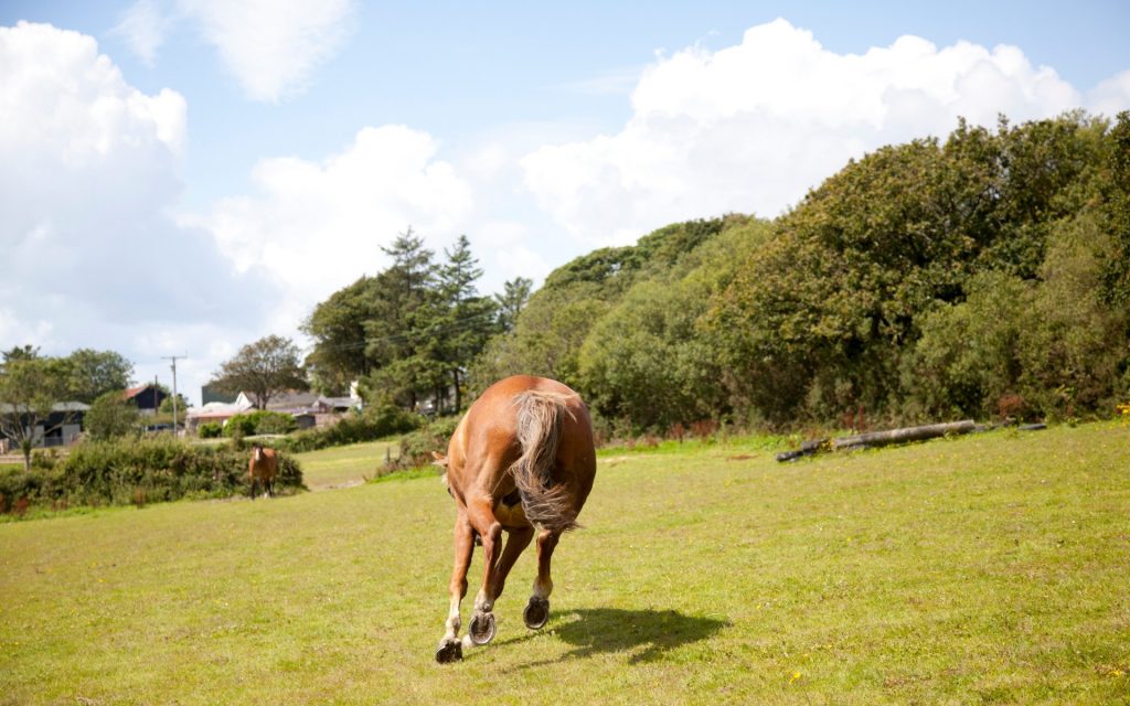 Fresh Horse in Spring