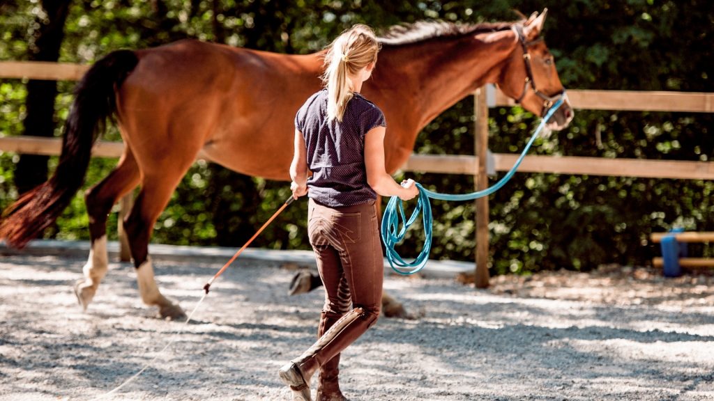 Horse Lunging