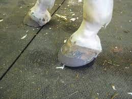 a horse with laminitis