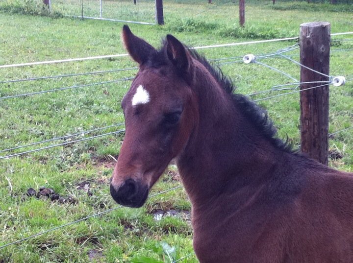 Warrington Park Renegade