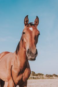 a horse with laminitis