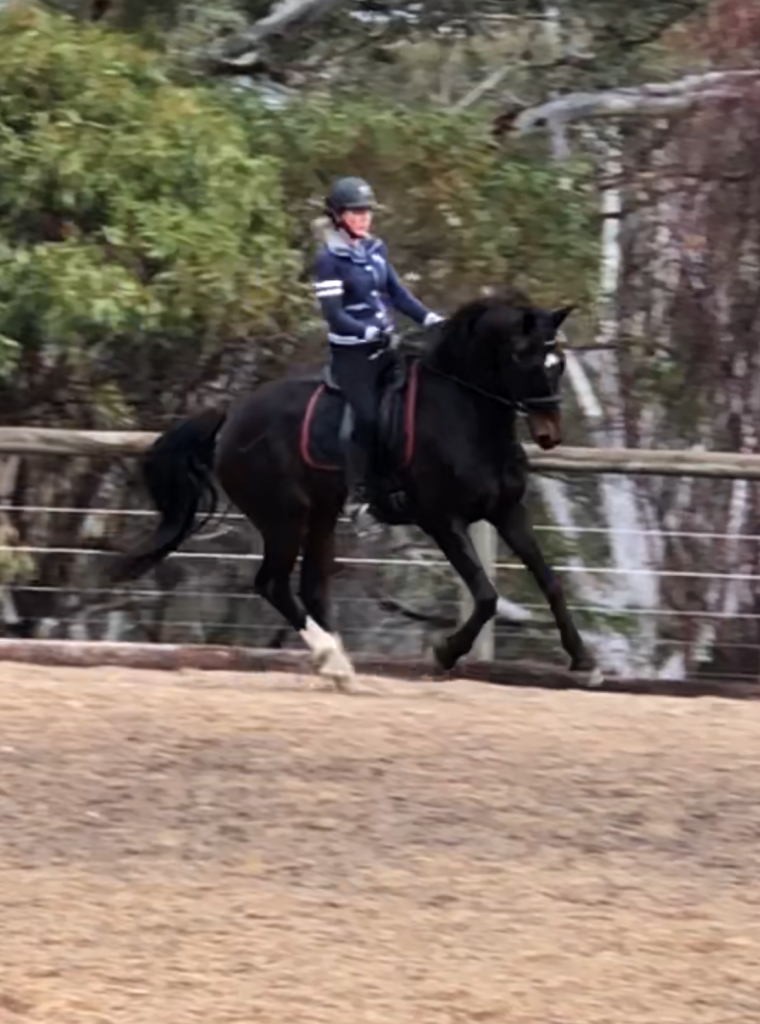Warrington Park Renegade under saddle