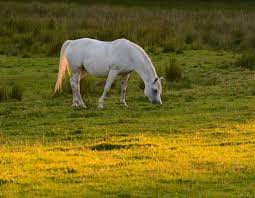 a horse grazing in a paddock