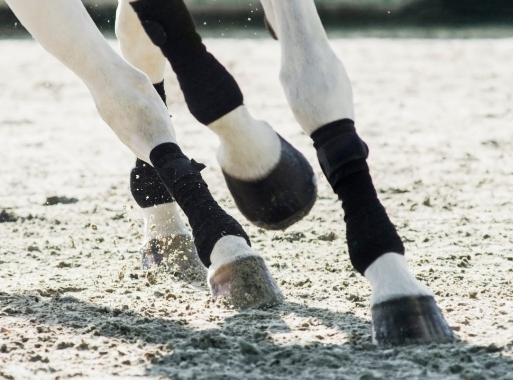 cantering horse on soft sand with bandages