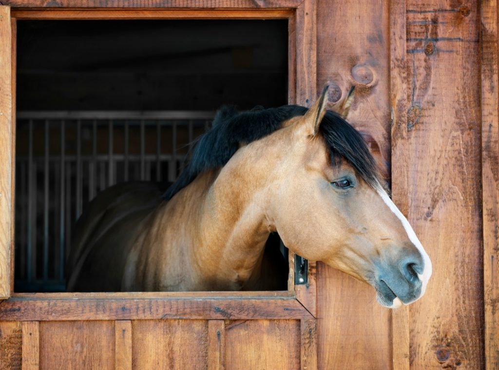 Horse rehab in stable