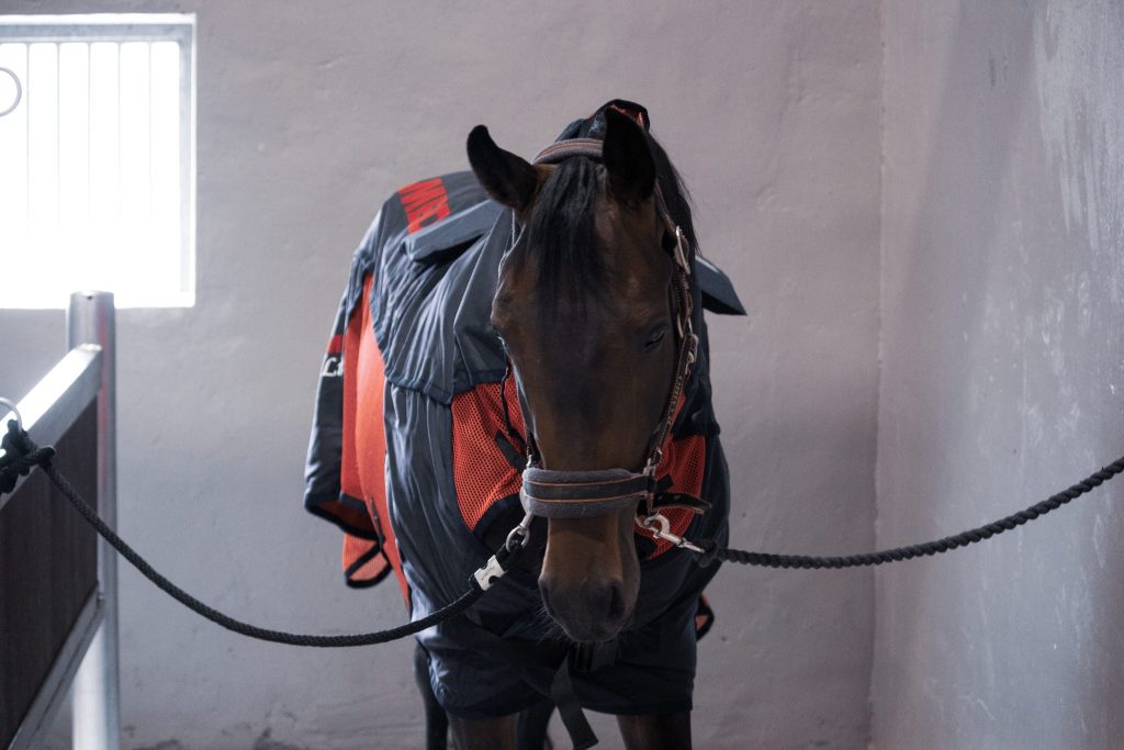 Understanding PEMF Horse in cross ties