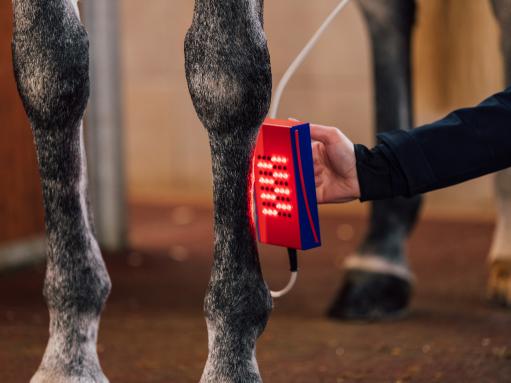 Red Light Therapy in horses