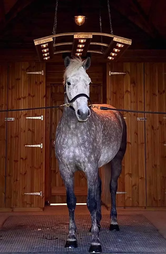 Horse Solarium Benefits – How Can An Equine Solarium Help Your Horse Or Pony