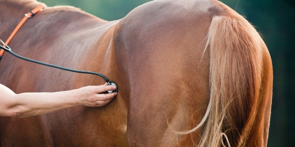 Causes & Symptoms Of Colic In Horses