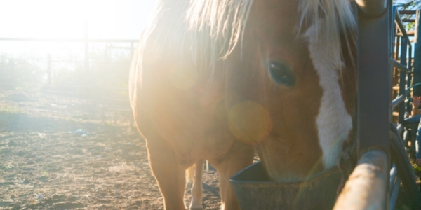 equine gastric ulcers