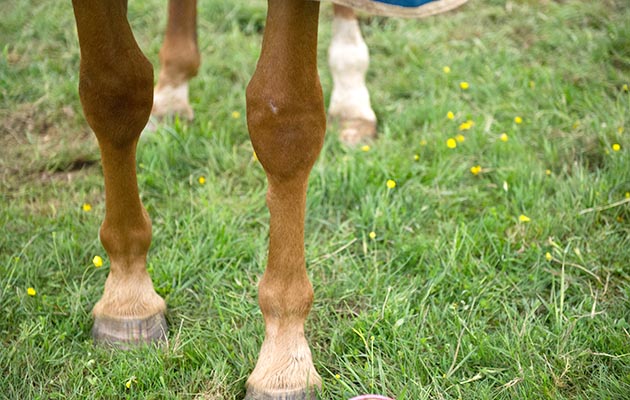 What Are Splints In Horses – Causes & Treatment