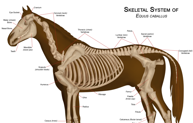 What To Look Out For To Tell If Your Horse Has A Sore Back