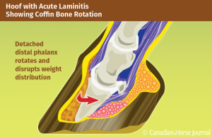 coffin bone laminitis