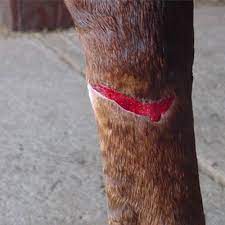 a superficial horse wound