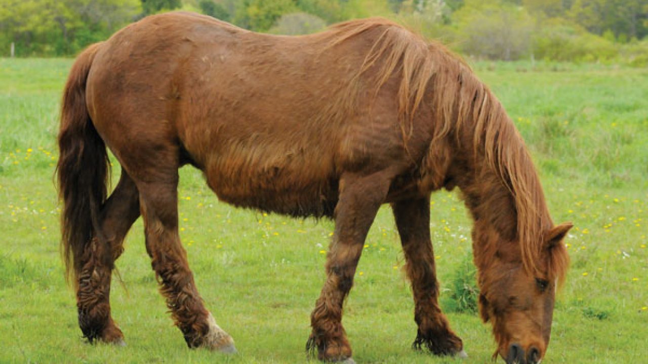 What Is Cushing’s Disease In Horses & How To Treat It