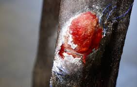 The Stages Of Wound Healing In Horses