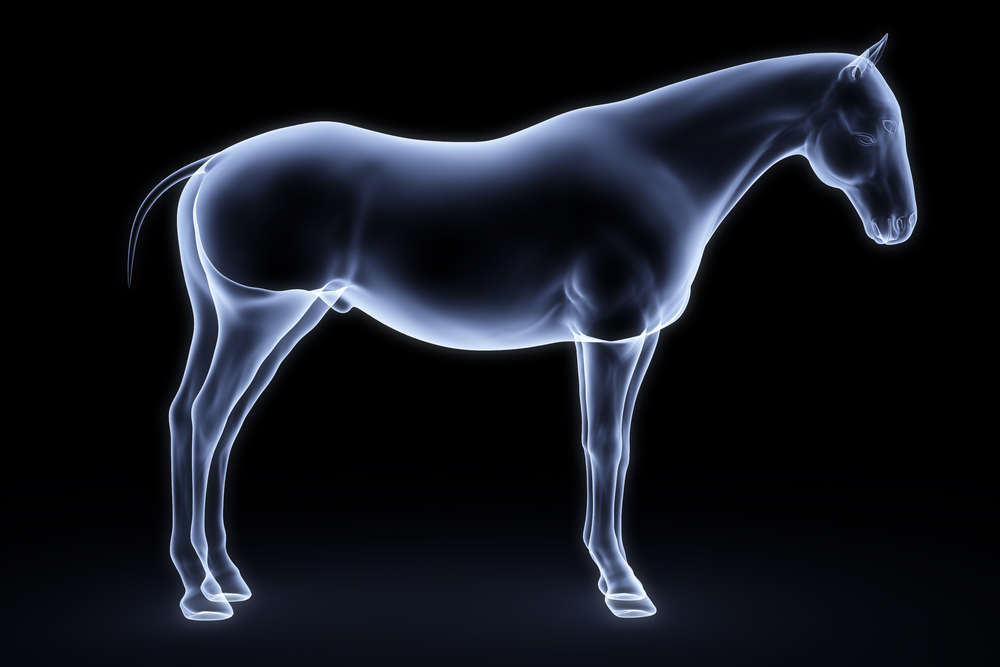 Treatment Options For Arthritis In Horses