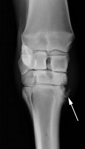 a horse with knee arthritis