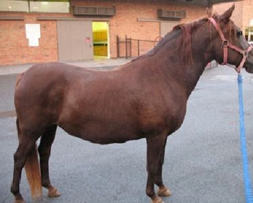 What Is Metabolic Syndrome In Horses – Treatment Options