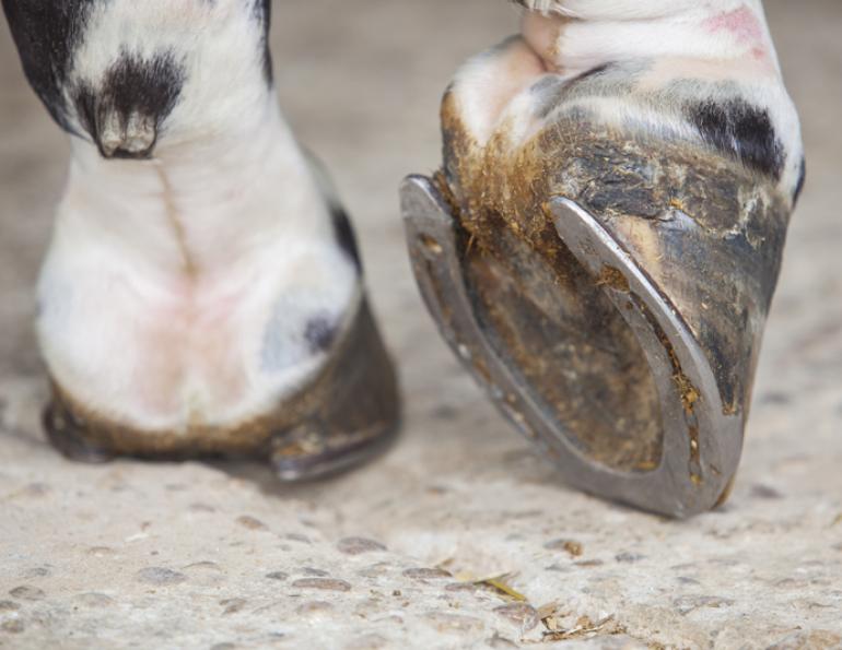 What Is Horse Hoof Pain – Diagnosis & Treatments