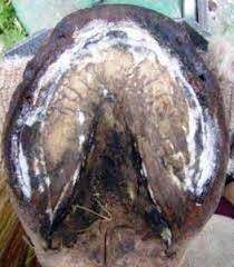 thrush in a horse hoof