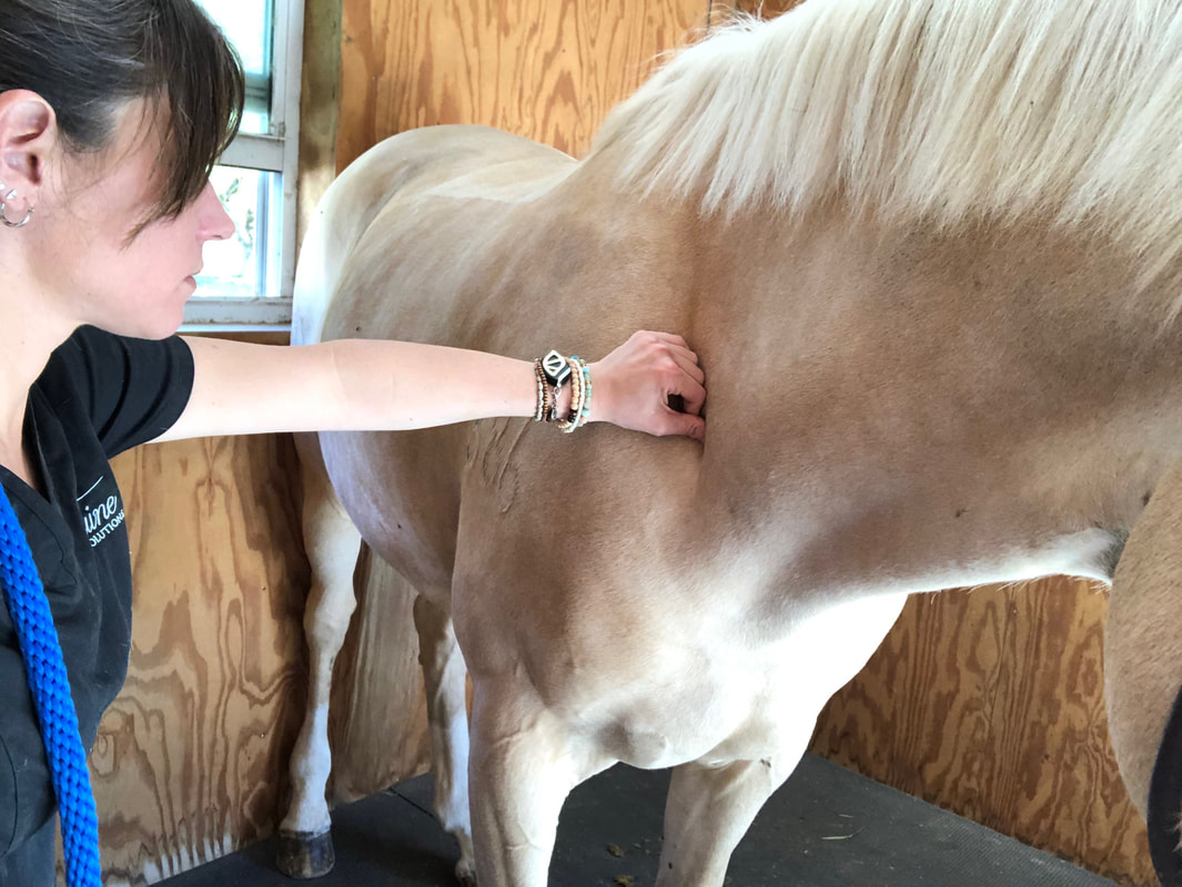 Understanding The Recovery Time For A Horse Shoulder Injury