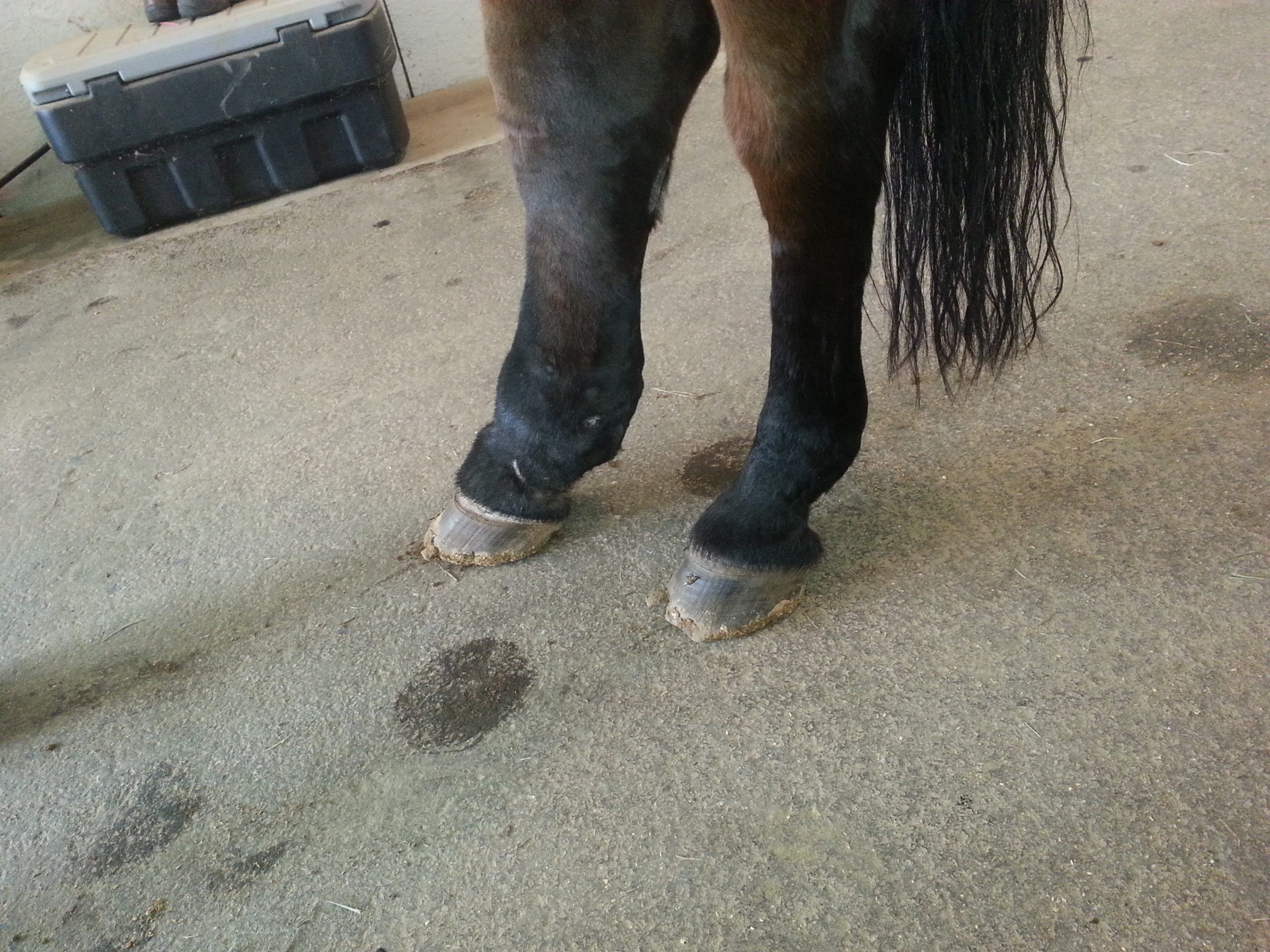 What Is Inflammation In Horses & How To Treat It
