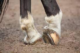 Lameness Examinations – Diagnosing A Lame Horse