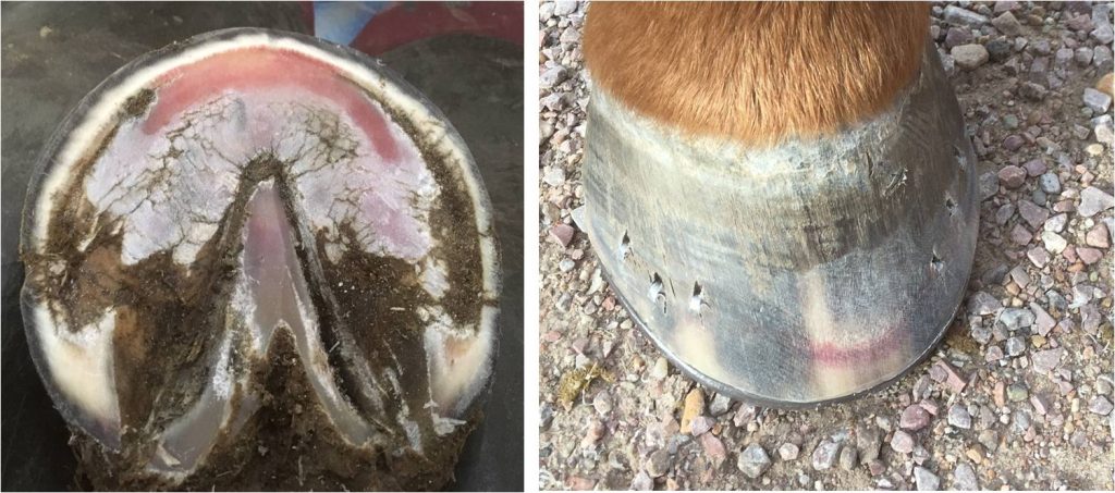 a horse with a bruised sole