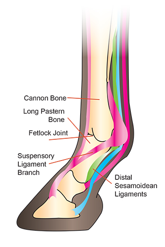 An illustration of a horse's fetlock joint with emphasis on the sesamoid bone, which is prone to fracture and requires proper support for healing after a sesamoid fracture horse injury.