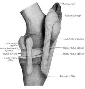 Image of a horse with stifle lameness