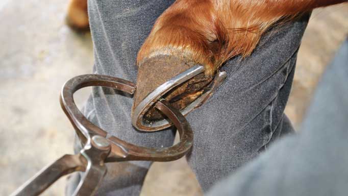 Symptoms & Treating Bruised Soles In Horses