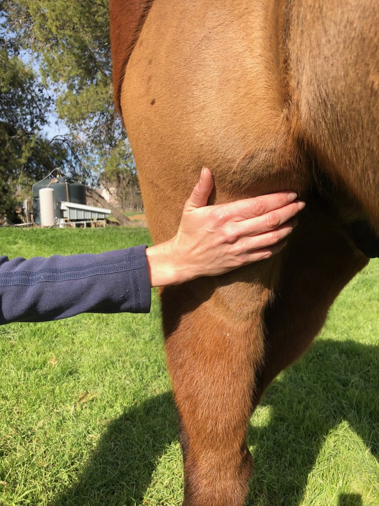 a horse with s stifle injury with a persons hand on the stifle