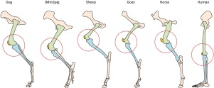 Image of human knee compared to stifle joint of a horse