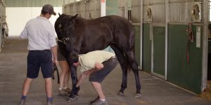 A horse with a sesamoid fracture being treated with conservative methods