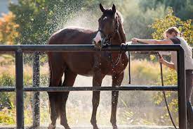 rider cooling down their horse